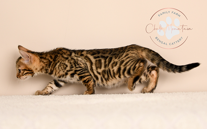 Bengal kitten for sale